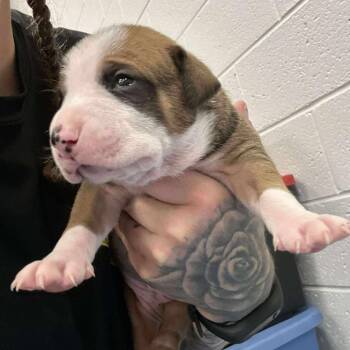 Rescue Black Mouth Cur and Pit Bull Terrier Dogs for Adoption in Spring Hill, Kansas - Spice | PetCurious