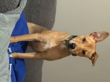 Rescue Carolina Dog and Labrador Retriever Dogs for Adoption in Oceanport, New Jersey - Gypsy | PetCurious