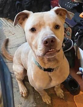 Buddy - NEEDS A FOSTER HOME RIGHT NOW -  Staffordshire Bull Terrier Dog for Adoption in Maryville, Tennessee - Buddy - NEEDS A FOSTER HOME RIGHT NOW | PetCurious