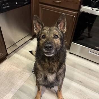 German Shepherd Dog Dogs Available for Adoption in Oriskany, New York - Lincoln | PetCurious