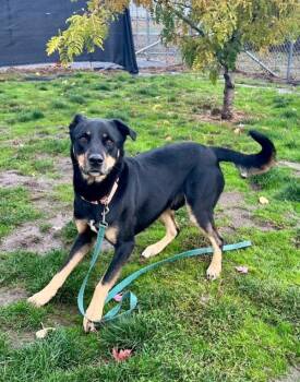 Rescue Shepherd Dogs for Adoption in Salem, Oregon - Grady | PetCurious