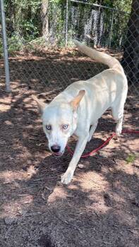 Husky Dogs Available for Adoption in Little Rock, Arkansas - Zoe | PetCurious