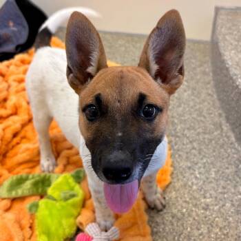 Rory -  Cattle Dog and Mixed Breed Dog for Adoption in Kanab, Utah - Rory | PetCurious