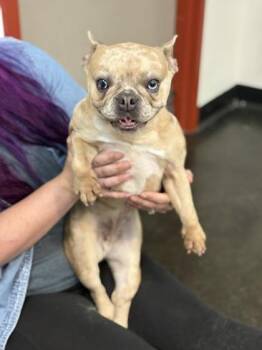 Fergie -  Mixed Breed Dog for Adoption in Memphis, Tennessee - Fergie | PetCurious