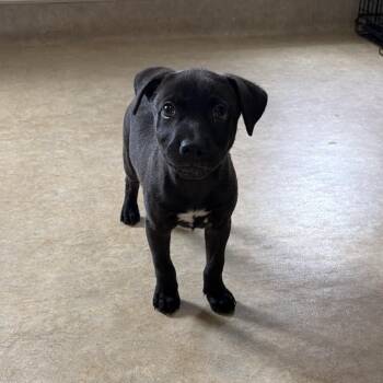 Mixed Breed Dogs Available for Adoption in Boca Raton, Florida - Onyx | PetCurious