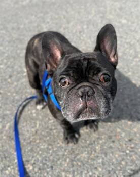 French Bulldog Dogs Available for Adoption in Boston, Massachusetts - ROCCO | PetCurious