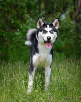 Husky Dogs Available for Adoption in Bridgeport, Connecticut - DANUBE (0571) | PetCurious