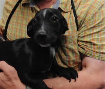 SATURN -  Dachshund and Mixed Breed Dog for Adoption in Albuquerque, New Mexico - SATURN | PetCurious