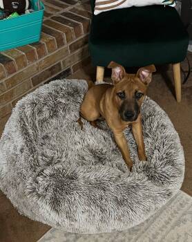 Biscuit -  Black Mouth Cur Dog for Adoption in Euless, Texas - Biscuit | PetCurious