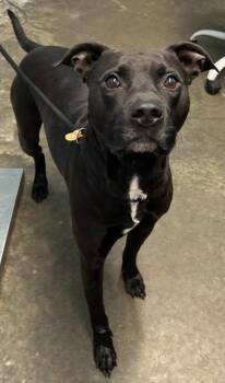 Bono -  Pit Bull Terrier Dog for Adoption in Evansville, Indiana - Bono | PetCurious