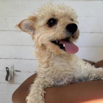 Finnick -  Poodle and Terrier Dog for Adoption in Sonoma, California - Finnick | PetCurious