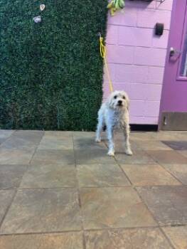 Rescue Terrier and Mixed Breed Dogs for Adoption in El Paso, Texas - 59841482 | PetCurious