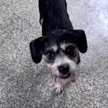 Chispi -  Schnauzer and Mixed Breed Dog for Adoption in Falls Church, Virginia - Chispi | PetCurious