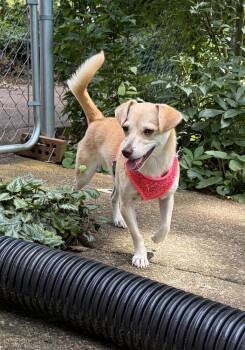 Millie -  Chihuahua and Mixed Breed Dog for Adoption in Chattanooga, Tennessee - Millie | PetCurious