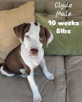 Clyde -  Hound Dog for Adoption in Alden, New York - Clyde | PetCurious