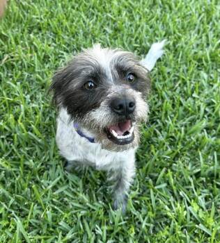 Schnauzer and Terrier Dogs Available for Adoption in The Woodlands, Texas - Missy | PetCurious