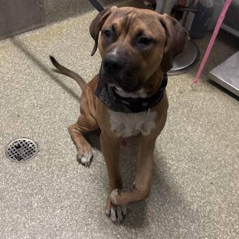 IVHS-Stray-144402 -  Pit Bull Terrier Dog for Adoption in San Gabriel, California - IVHS-Stray-144402 | PetCurious