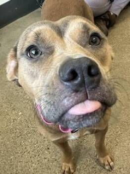 Lulu -  Pit Bull Terrier Dog for Adoption in Cleveland, Ohio - Lulu | PetCurious