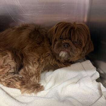 Chok O Lot Jules -  Shih Tzu Dog for Adoption in Northbrook, Illinois - Chok O Lot Jules | PetCurious