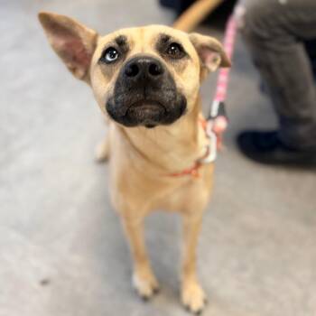 Luna -  Husky and Mixed Breed Dog for Adoption in Philadelphia, Pennsylvania - Luna | PetCurious