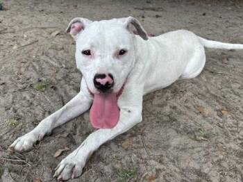 American Staffordshire Terrier and Mixed Breed Dogs Available for Adoption in North Charleston, South Carolina - 94072a Patchouli | PetCurious
