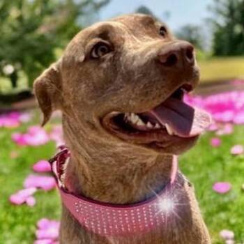 Vireo -  Labrador Retriever and Mixed Breed Dog for Adoption in Kanab, Utah - Vireo | PetCurious