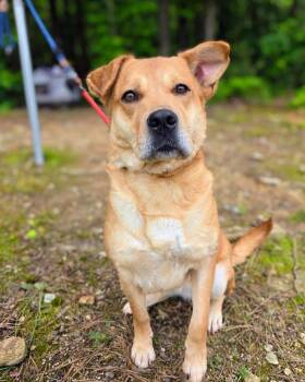 Pillsbury -  Mixed Breed Dog Available for Adoption in Douglasville, Georgia - Pillsbury | PetCurious