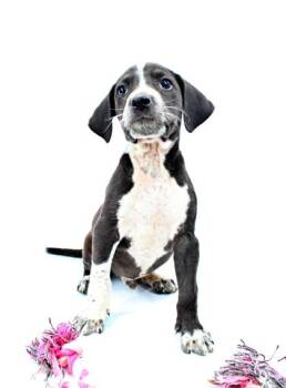 Beagle and Labrador Retriever Dogs Available for Adoption in Morton Grove, Illinois - Andrew | PetCurious