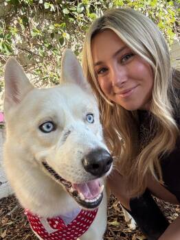 Husky and Shepherd Dogs Available for Adoption in Santa Monica, California - Nikolai | PetCurious