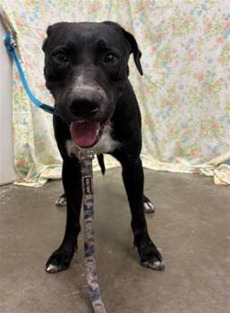CLOVER -  Labrador Retriever Dog for Adoption in Rosenberg, Texas - CLOVER | PetCurious