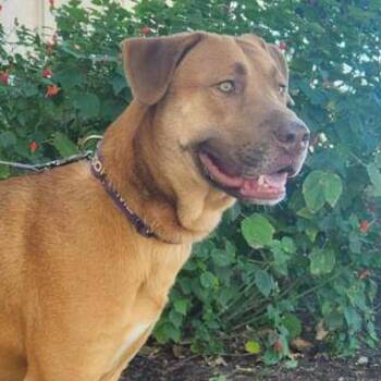 Rescue Shepherd and Mixed Breed Dogs for Adoption in Austin, Texas - Rosie Posie JuM | PetCurious