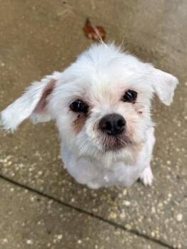 Koby -  Maltese and Mixed Breed Dog for Adoption in New Orleans, Louisiana - Koby | PetCurious