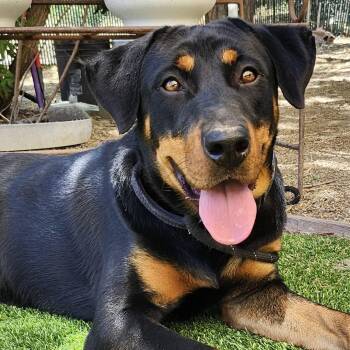 Thor -  Rottweiler Dog for Adoption in Burbank, California - Thor | PetCurious