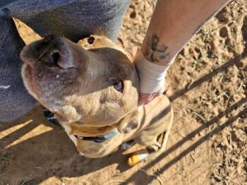Pit Bull Terrier Dogs Available for Adoption in Clovis, New Mexico - Elroy | PetCurious