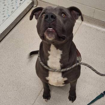 Pit Bull Terrier Dogs Available for Adoption - Leonardo | PetCurious