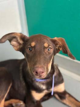 TINKERBELL -  Doberman Pinscher and Mixed Breed Dog for Adoption in Visalia, California - TINKERBELL | PetCurious