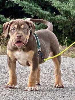 American Bully Dogs for Sale in Toronto, Ontario - Chocolate Tri | PetCurious