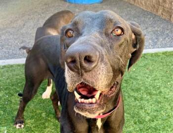 LIZEL -  Great Dane and Mixed Breed Dog for Adoption in Moreno Valley, California - LIZEL | PetCurious