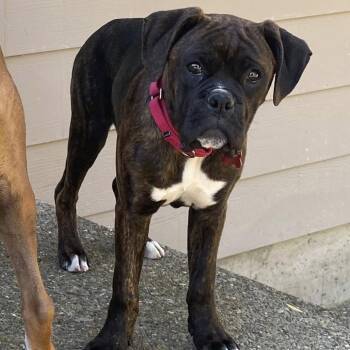 Boxer Dogs Available for Adoption in Woodinville, Washington - Archie | PetCurious