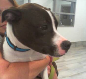 Pit Bull Terrier Dogs Available for Adoption in Charlotte, North Carolina - STITCH | PetCurious