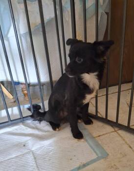 Maverick -  Shetland Sheepdog Sheltie Dog Available for Adoption in Cottonwood, California - Maverick | PetCurious