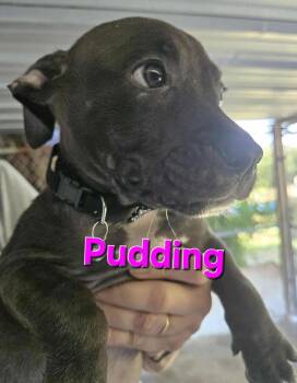 Rescue Pit Bull Terrier Dogs for Adoption in Arlee, Montana - Pudding | PetCurious