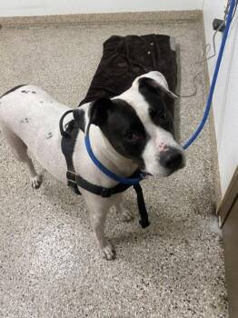 Miss Piggy -  Pit Bull Terrier Dog for Adoption in Vancouver, Washington - Miss Piggy | PetCurious