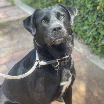 Margot -  Black Labrador Retriever and Mixed Breed Dog for Adoption in Riverside, California - Margot | PetCurious