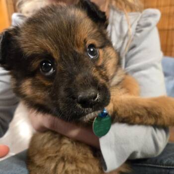 Mixed Breed Dogs Available for Adoption - Dinoco | PetCurious