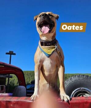Oates -  Black Mouth Cur Dog for Adoption in Thornton, Colorado - Oates | PetCurious