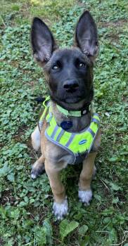 Belgian Shepherd Malinois Dogs Available for Adoption in Portland, Oregon - 0zzy | PetCurious