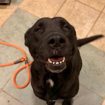Navaeh -  Mixed Breed Dog for Adoption in Chattanooga, Tennessee - Navaeh | PetCurious