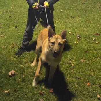 German Shepherd Dog Dogs Available for Adoption - Wiley | PetCurious