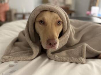 Catahoula Leopard Dog and Great Pyrenees Dogs Available for Adoption in Armonk, New York - Nala (FKA Riley) | PetCurious